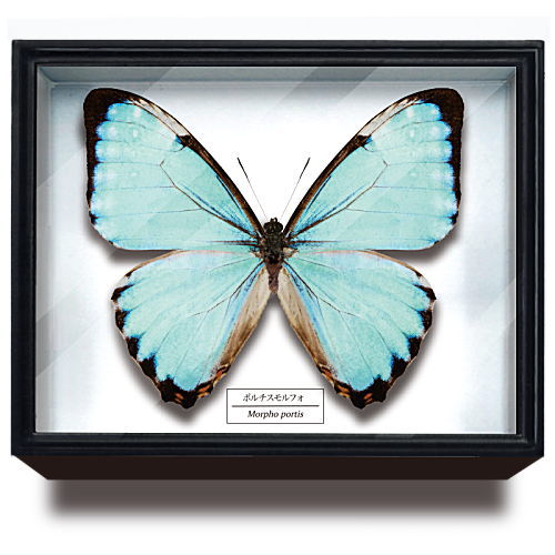 Science Technicolour German Box Magnet Collection Morpho Butterfly Special Edition [9.Morpho portis]