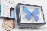 Science Technicolour German Box Magnet Collection Morpho Butterfly Special Edition [10.Morpho sulcowsky]