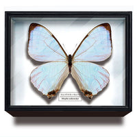 Science Technicolour German Box Magnet Collection Morpho Butterfly Special Edition [10.Morpho sulcowsky]