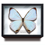 Science Technicolour German Box Magnet Collection Morpho Butterfly Special Edition [10.Morpho sulcowsky]