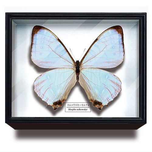 Science Technicolour German Box Magnet Collection Morpho Butterfly Special Edition [10.Morpho sulcowsky]