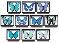 Science Technicolour German Box Magnet Collection Morpho Butterfly Special Edition [All 10 type set(Full Complete)]