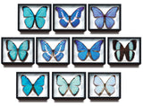 Science Technicolour German Box Magnet Collection Morpho Butterfly Special Edition [All 10 type set(Full Complete)]