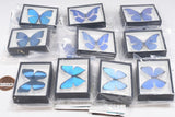 Science Technicolour German Box Magnet Collection Morpho Butterfly Special Edition [All 10 type set(Full Complete)]