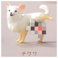 Mosainu [2.Chihuahua]
