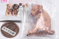 Isshoni nenne Wanko [1.Toy Poodle]
