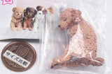 Isshoni nenne Wanko [1.Toy Poodle]