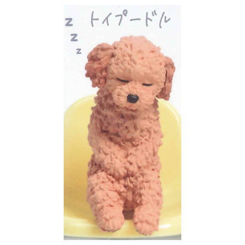 Isshoni nenne Wanko [1.Toy Poodle]