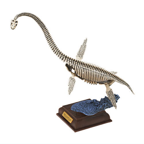 Nature Techni colour Paleontology [6.Futabasuzukiryu skeletal specimen color]