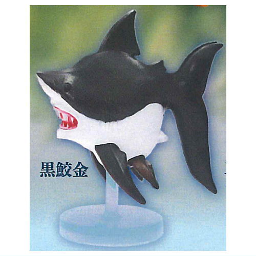Samekingyo [4.Black shark gold]