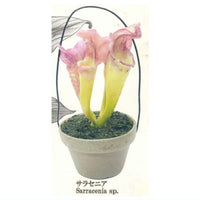 Carnivorous Plant Potted Miniature Collection [1.Sarracenia]