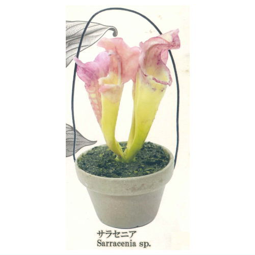 Carnivorous Plant Potted Miniature Collection [1.Sarracenia]