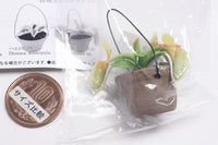 Carnivorous Plant Potted Miniature Collection [2.Nepenthes (A)]