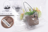 Carnivorous Plant Potted Miniature Collection [2.Nepenthes (A)]