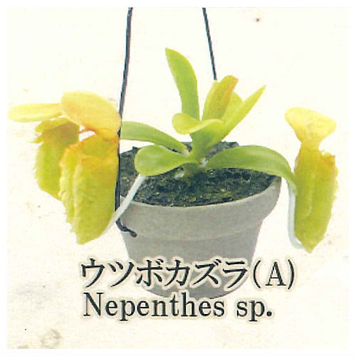 Carnivorous Plant Potted Miniature Collection [2.Nepenthes (A)]