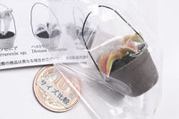 Carnivorous Plant Potted Miniature Collection [3.Dionaea muscipula]