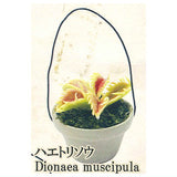 Carnivorous Plant Potted Miniature Collection [3.Dionaea muscipula]