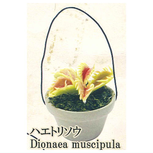 Carnivorous Plant Potted Miniature Collection [3.Dionaea muscipula]