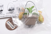Carnivorous Plant Potted Miniature Collection [4.Nepenthes (B)]