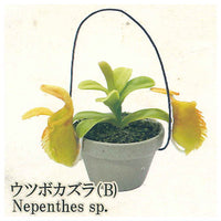 Carnivorous Plant Potted Miniature Collection [4.Nepenthes (B)]
