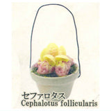 Carnivorous Plant Potted Miniature Collection [5.Cephalotus follicularis]
