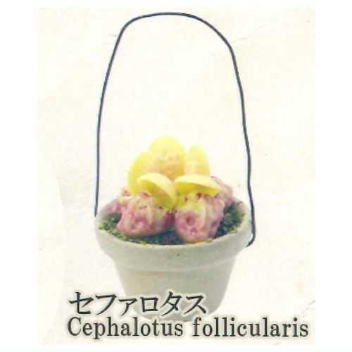 Carnivorous Plant Potted Miniature Collection [5.Cephalotus follicularis]