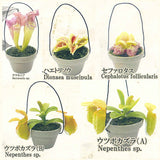 Carnivorous Plant Potted Miniature Collection [All 5 type set(Full Complete)]