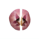 Nature Techni colour MONO PLUS Barnacle Magnet & Ball Chain [2.Megabalanus tintinnabulum (Segmented)]