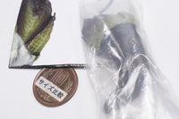 Nature Techni colour MONO PLUS Barnacle Magnet & Ball Chain [6.Capitulum mitella]