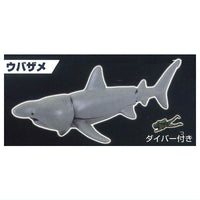 The Shark Gathering! Sharks [5.Basking Shark]