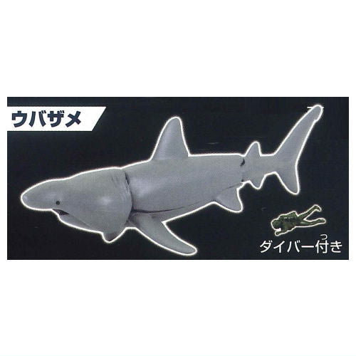 The Shark Gathering! Sharks [5.Basking Shark]