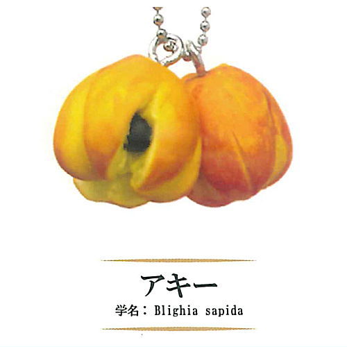 Rare Fruit Miniature Collection [1.Blighia sapida]