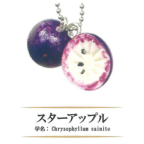 Rare Fruit Miniature Collection [2.Chrysophyllum cainito]