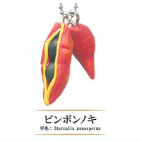 Rare Fruit Miniature Collection [3.Sterculia monosperma]