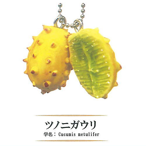 Rare Fruit Miniature Collection [4.Cucumis metulifer]
