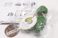 Rare Fruit Miniature Collection [6.Annona muricata]