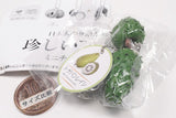 Rare Fruit Miniature Collection [6.Annona muricata]