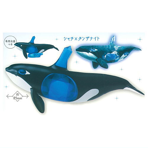 Animal Attraction Creature x Jewel Part.3 [1.Killer Whale x Tanzanite]