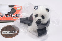 Shipposi Panda [4.Oyo?]