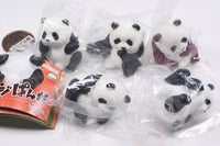 Shipposi Panda [All 5 type set (Full Complete)]