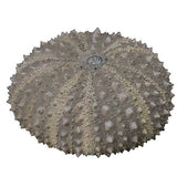 Nature Techni Colour MONO PLUS Sea Urchin Shell Magnet Collection [1.Heliocidaris crassispina]