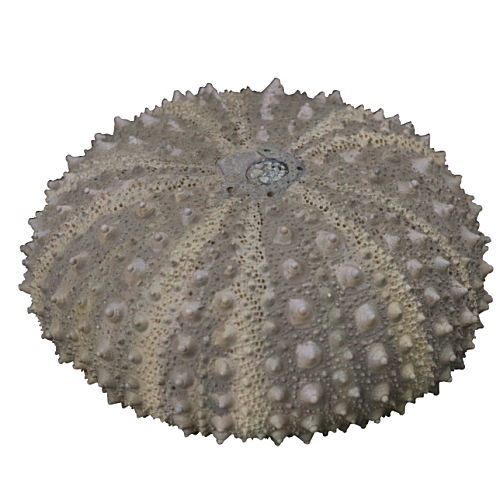Nature Techni Colour MONO PLUS Sea Urchin Shell Magnet Collection [1.Heliocidaris crassispina]