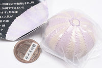 Nature Techni Colour MONO PLUS Sea Urchin Shell Magnet Collection [2.Tripneustes gratilla]