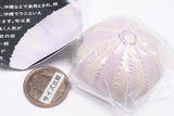 Nature Techni Colour MONO PLUS Sea Urchin Shell Magnet Collection [2.Tripneustes gratilla]