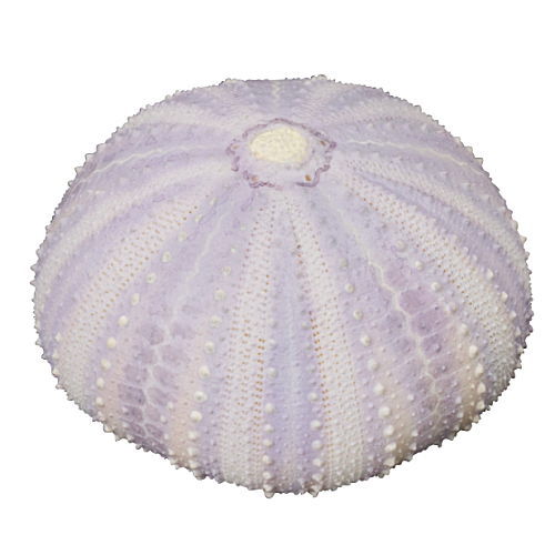 Nature Techni Colour MONO PLUS Sea Urchin Shell Magnet Collection [2.Tripneustes gratilla]