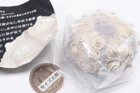 Nature Techni Colour MONO PLUS Sea Urchin Shell Magnet Collection [3.Phyllacanthus imperialis]