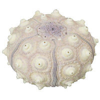 Nature Techni Colour MONO PLUS Sea Urchin Shell Magnet Collection [3.Phyllacanthus imperialis]