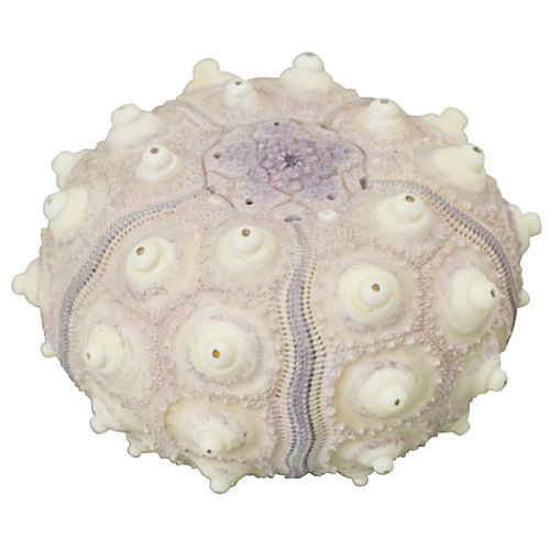Nature Techni Colour MONO PLUS Sea Urchin Shell Magnet Collection [3.Phyllacanthus imperialis]