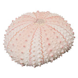 Nature Techni Colour MONO PLUS Sea Urchin Shell Magnet Collection [4.Echinometra mathaei]