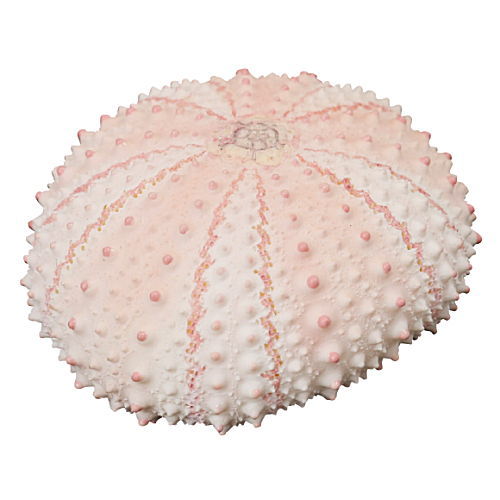 Nature Techni Colour MONO PLUS Sea Urchin Shell Magnet Collection [4.Echinometra mathaei]